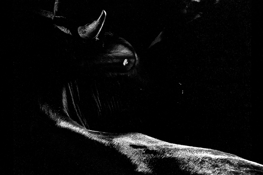 Dragoni. Cow, 1990