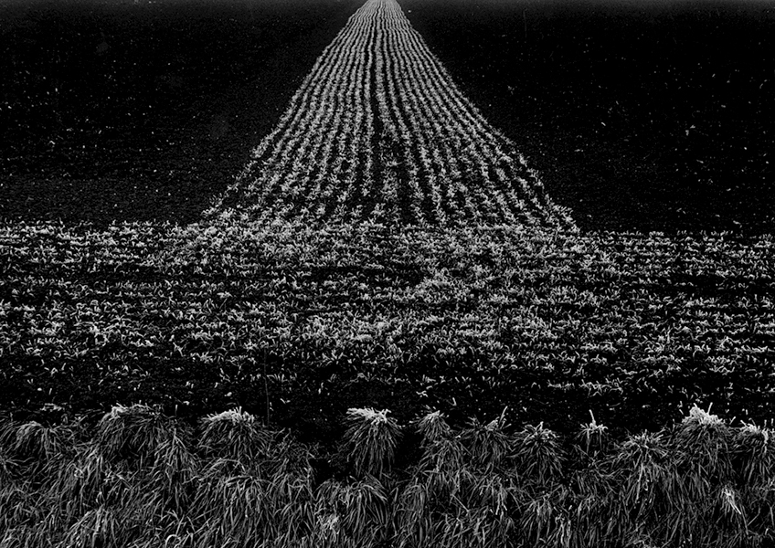 Frost in Santa Croce, 1997