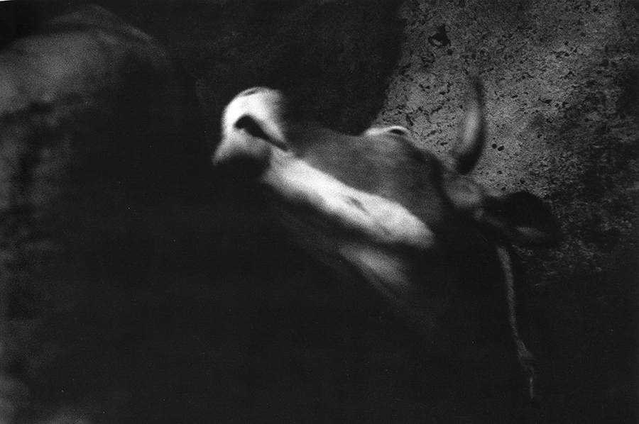 Antonio Biasiucci, Cow, 1990