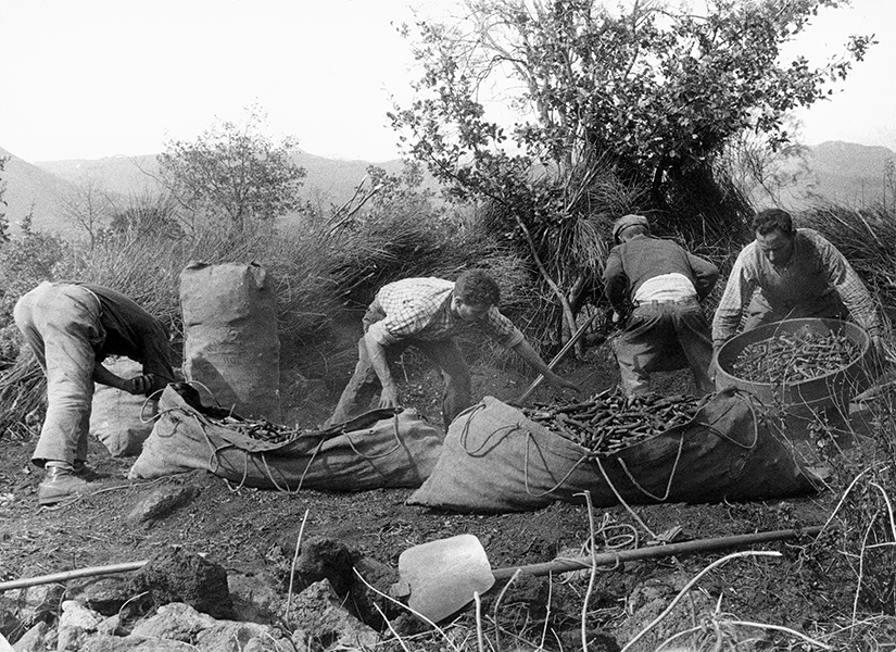 Zafferana Etnea, Coal pickers, 1963